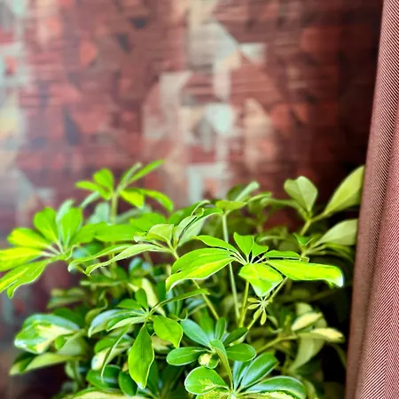 Apartmán Le Dragon - Accueillant *